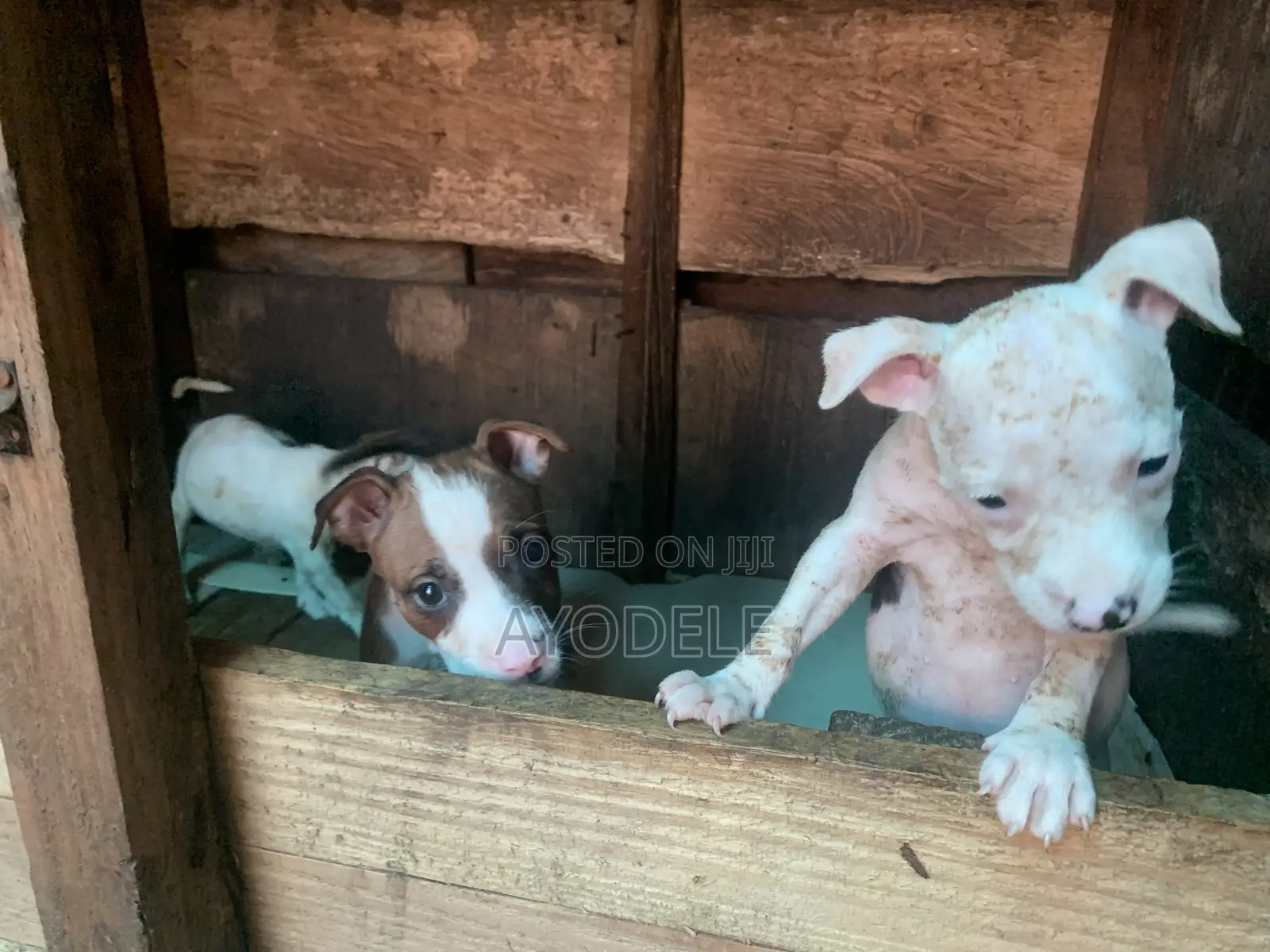 1-3 months Female Purebred American Pit Bull Terrier