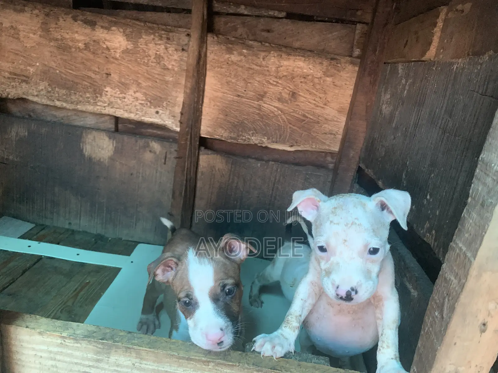 1-3 months Female Purebred American Pit Bull Terrier