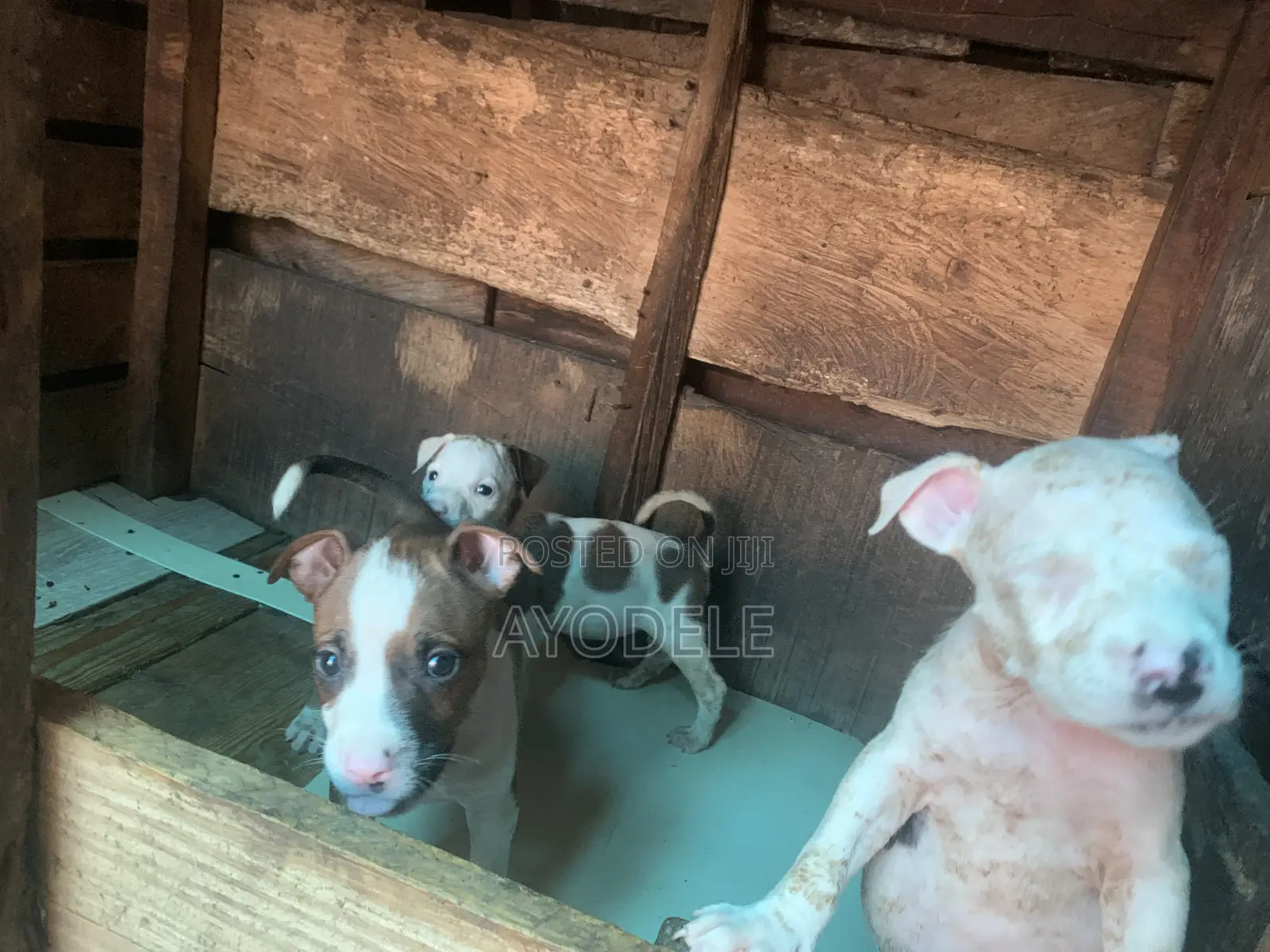 1-3 months Female Purebred American Pit Bull Terrier