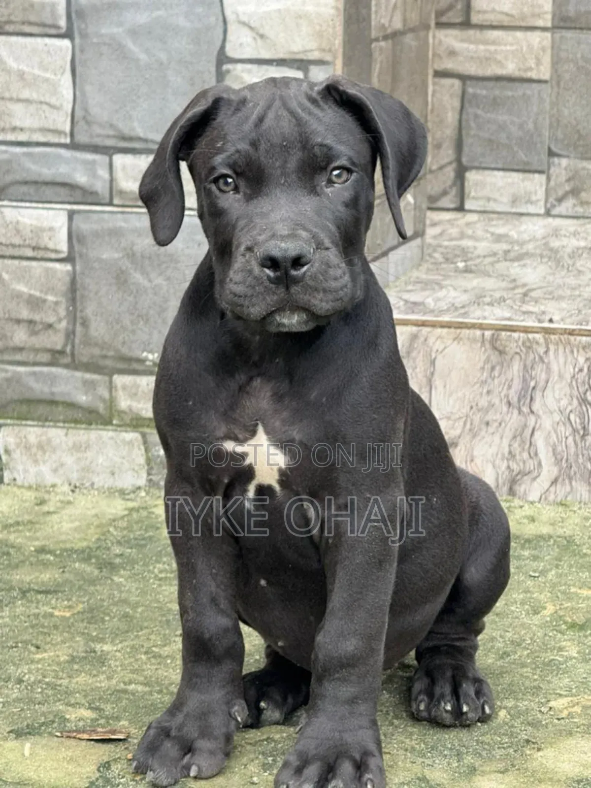 1-3 months Male Purebred Cane Corso