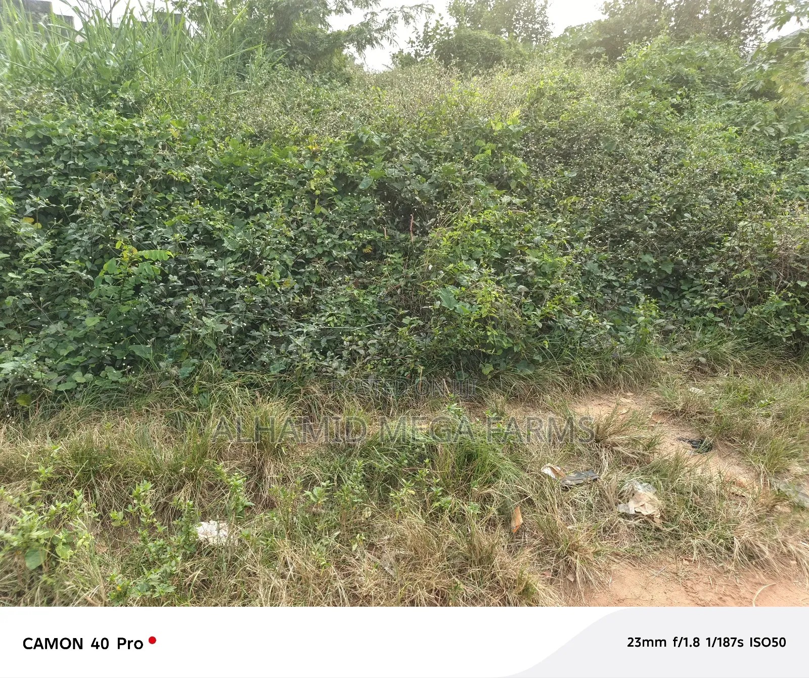 An Acre of Farmland for Sale