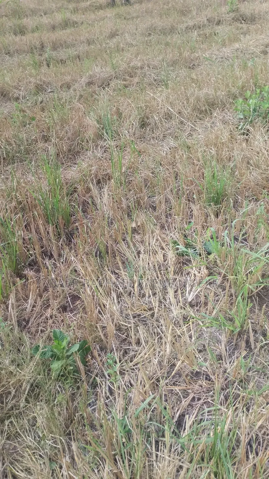 50 Plots of Sale