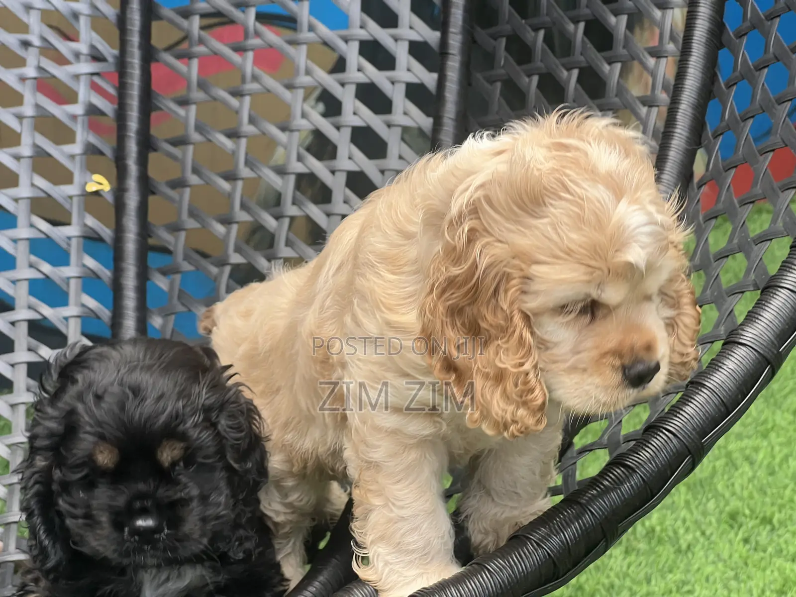 3-6 months Male Purebred Cocker Spaniel