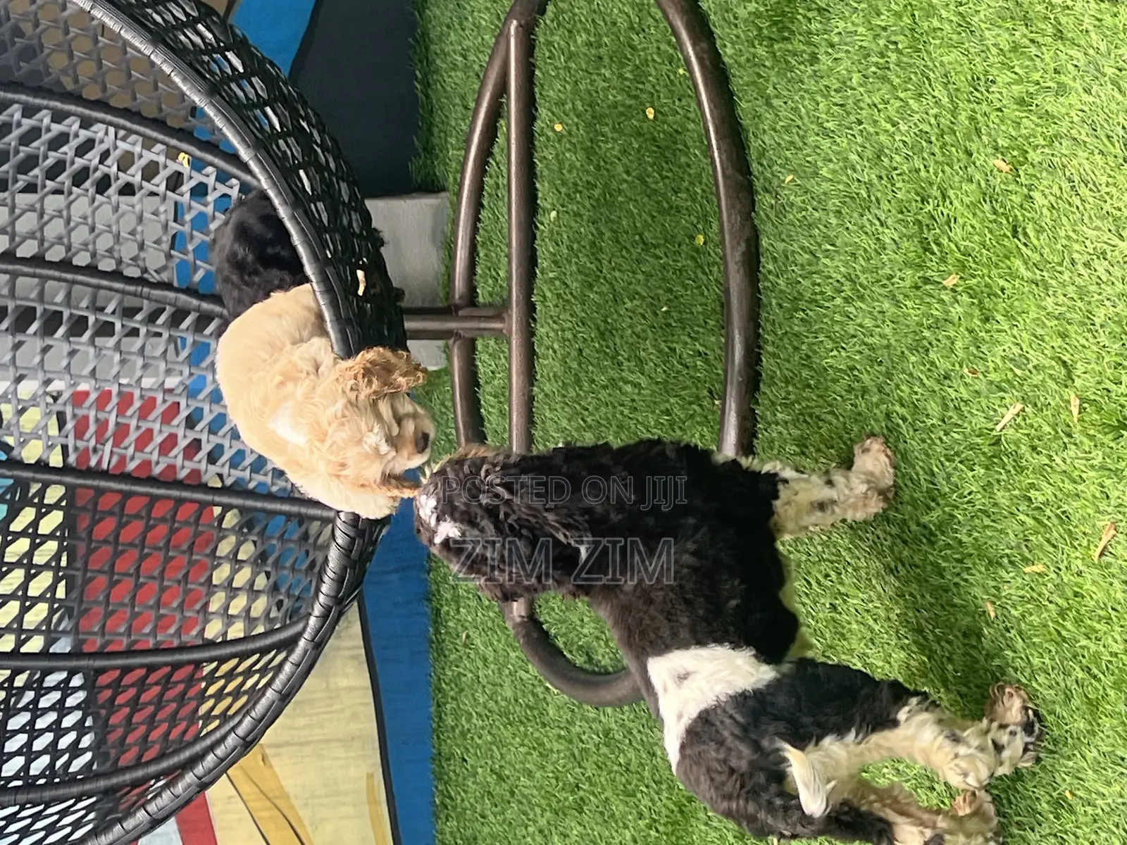 3-6 months Male Purebred Cocker Spaniel