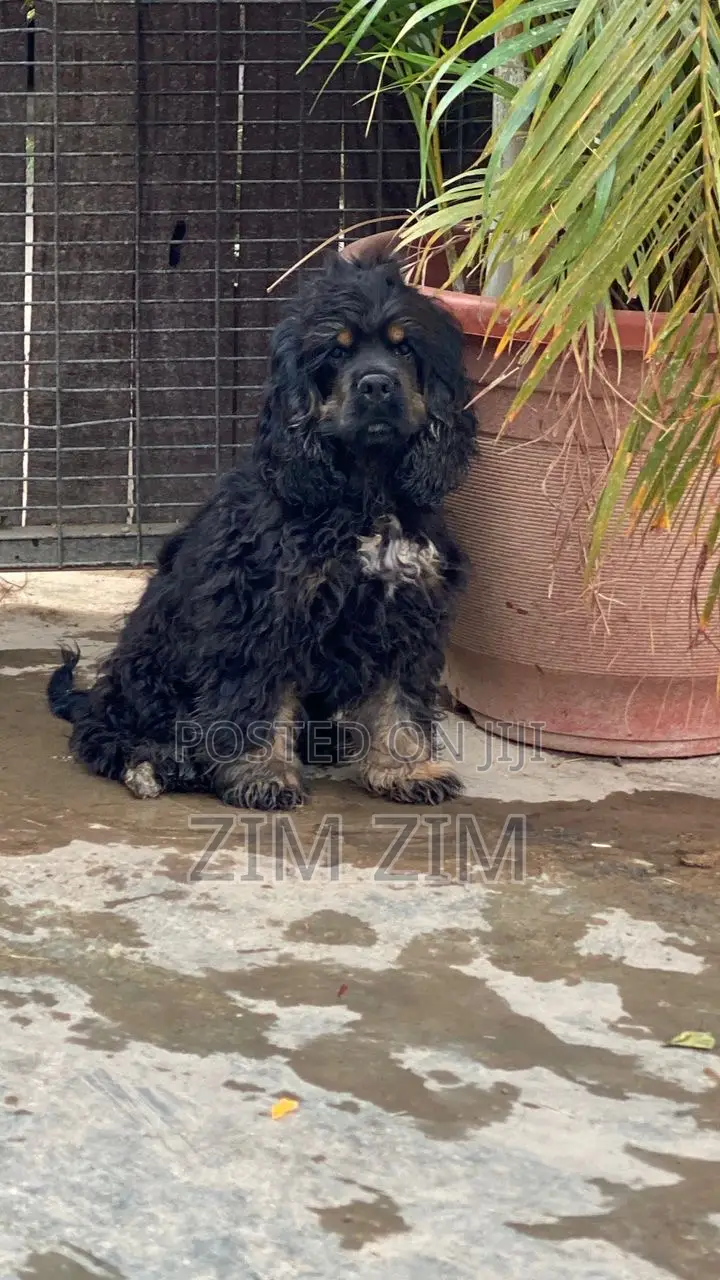 3-6 months Male Purebred Cocker Spaniel
