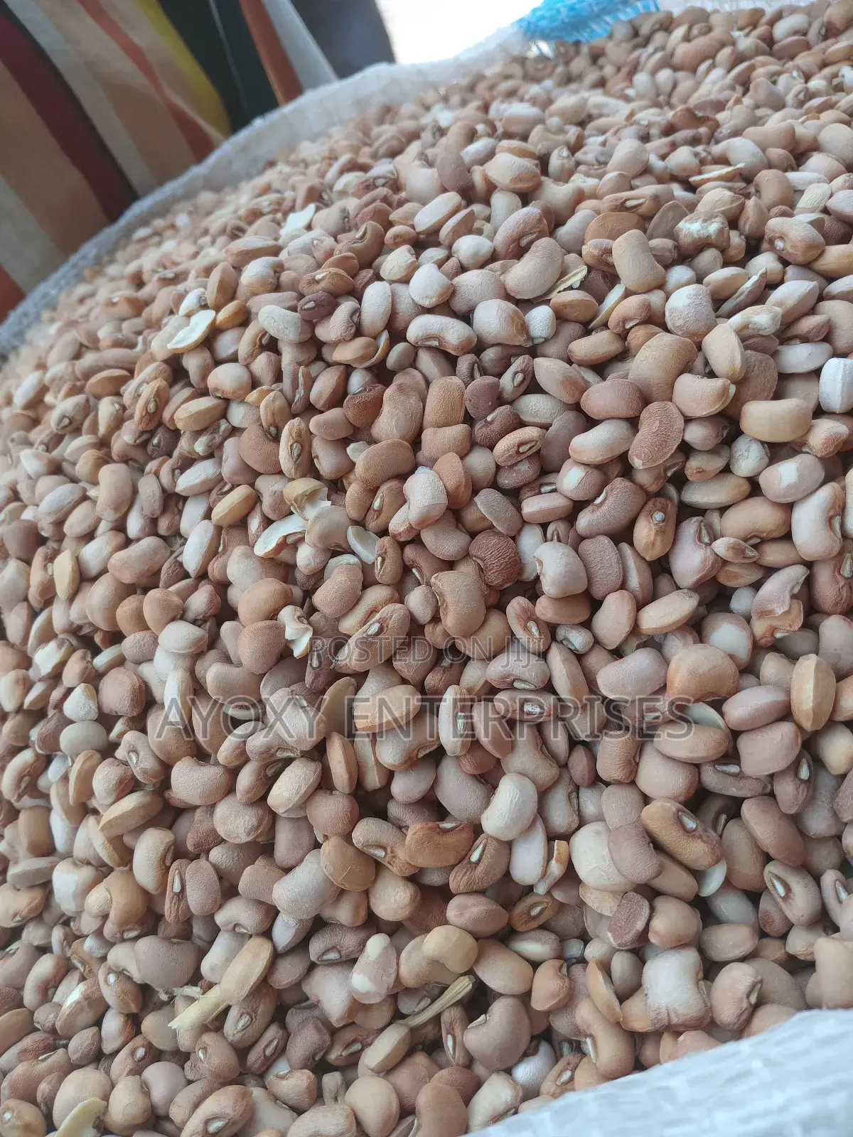 Drum Beans