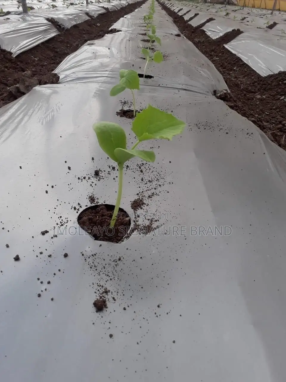 Plastic Film , Mulching Film 1.2m * 450m