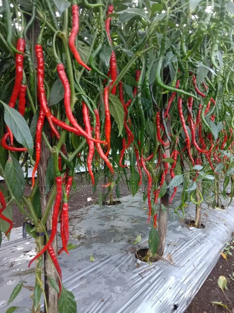 Plastic Film , Mulching Film 1.2m * 450m