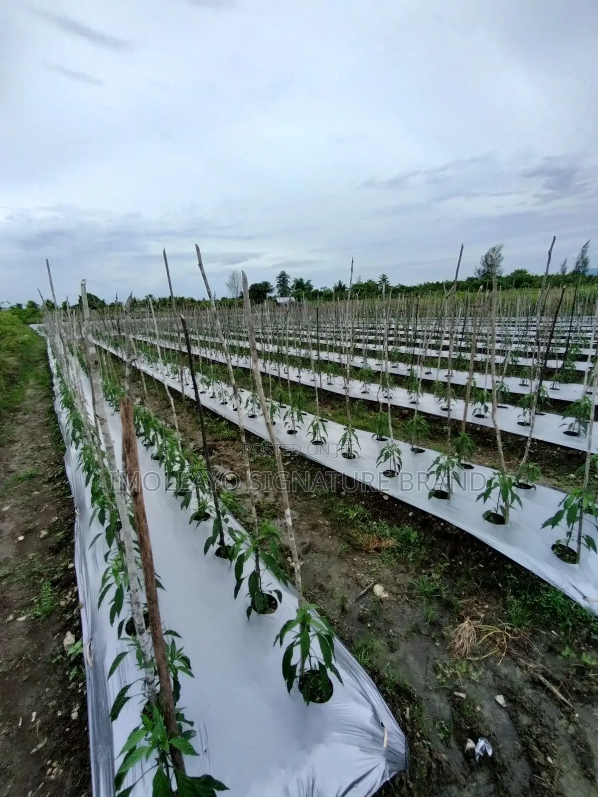 Plastic Film , Mulching Film 1.2m * 450m