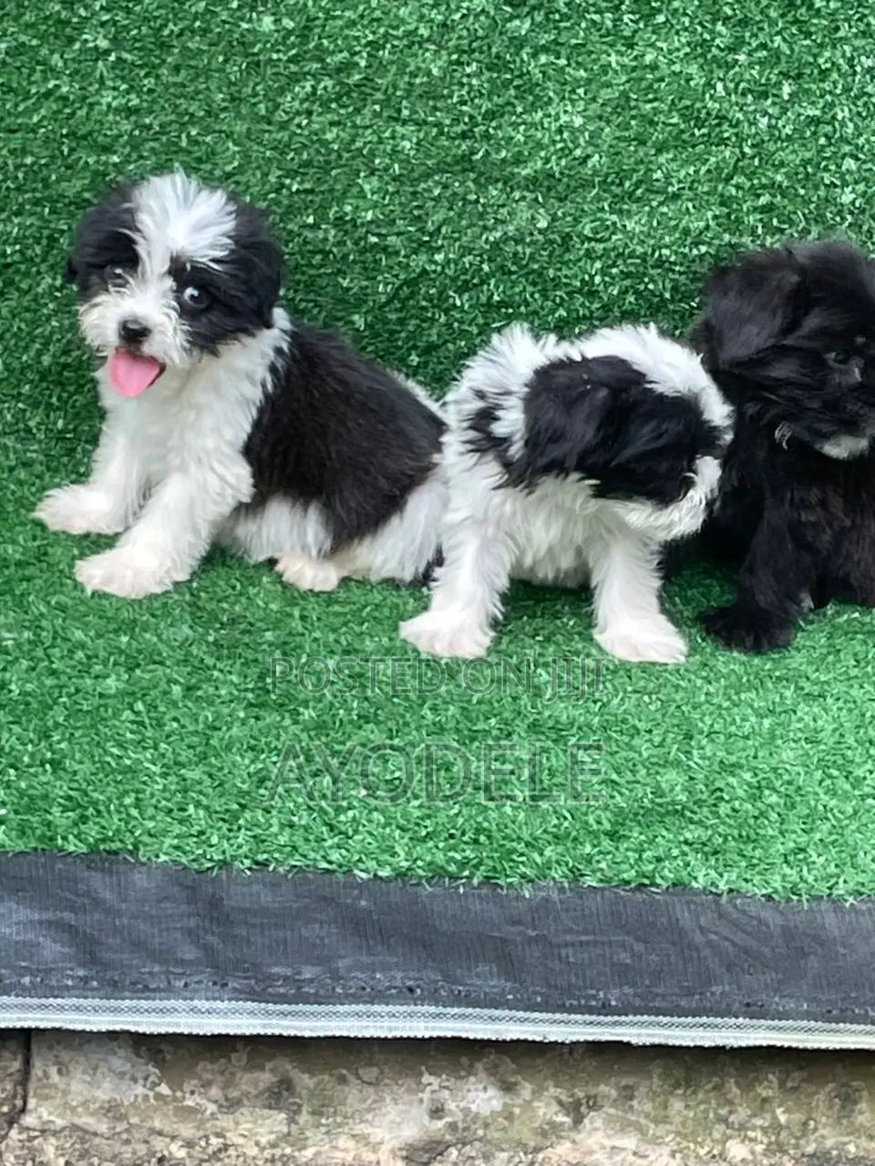 1-3 months Male Purebred Lhasa Apso