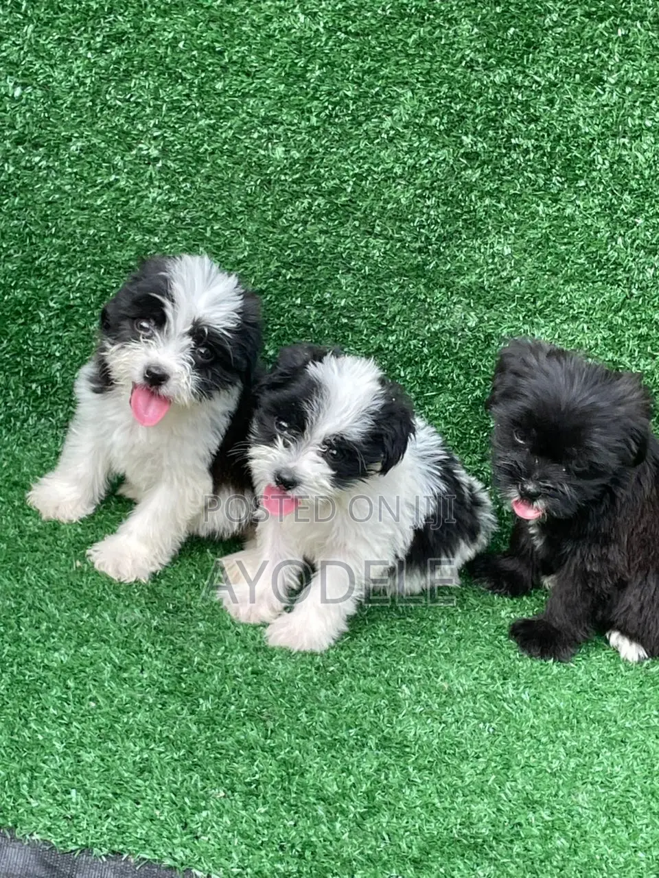 1-3 months Male Purebred Lhasa Apso