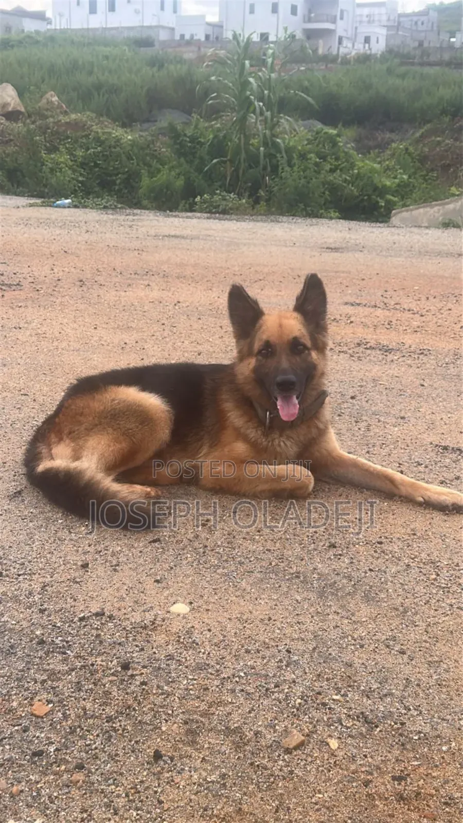 1+ year Male Purebred German Shepherd