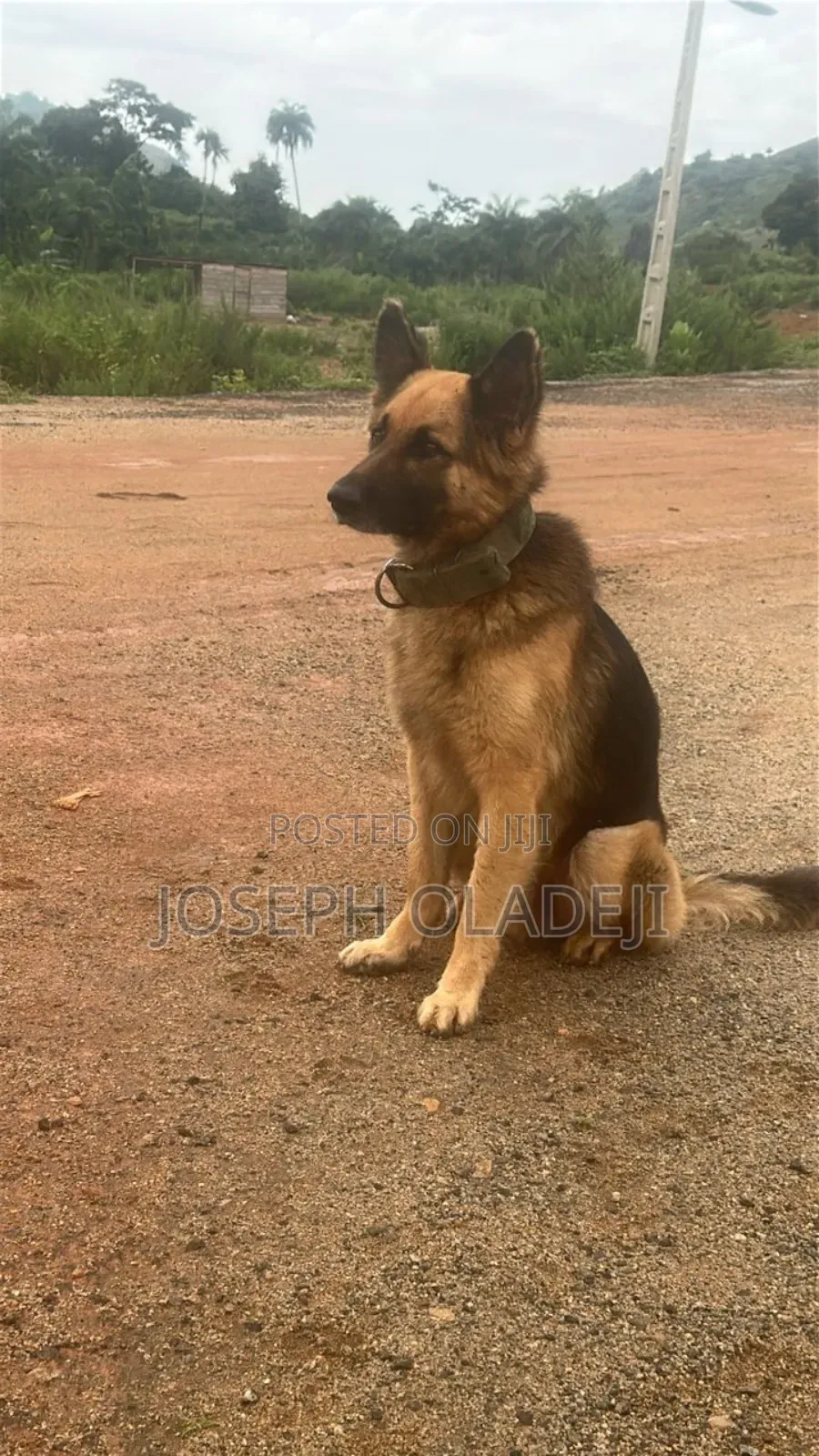 1+ year Male Purebred German Shepherd