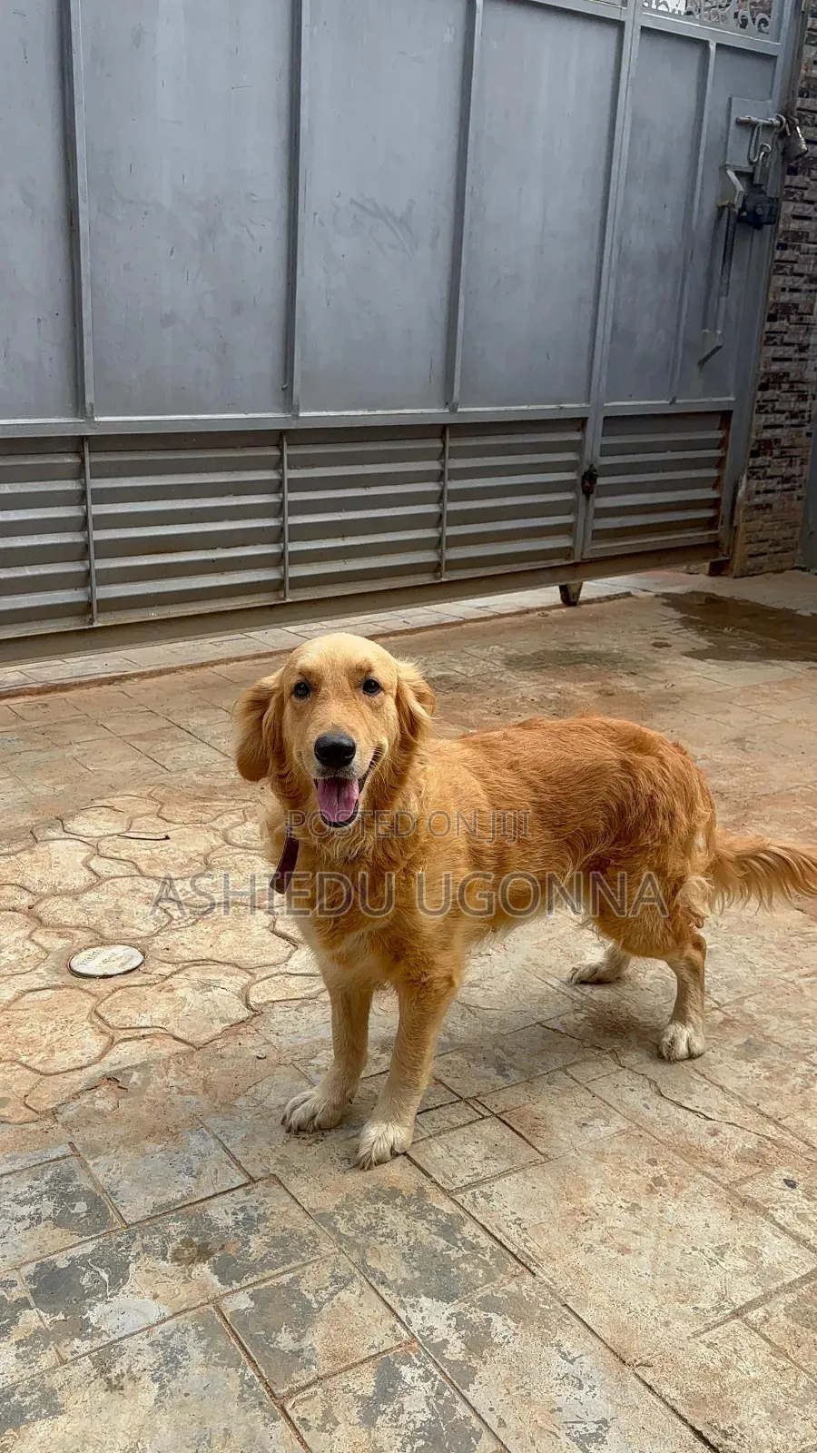 1+ year Female Purebred Golden Retriever