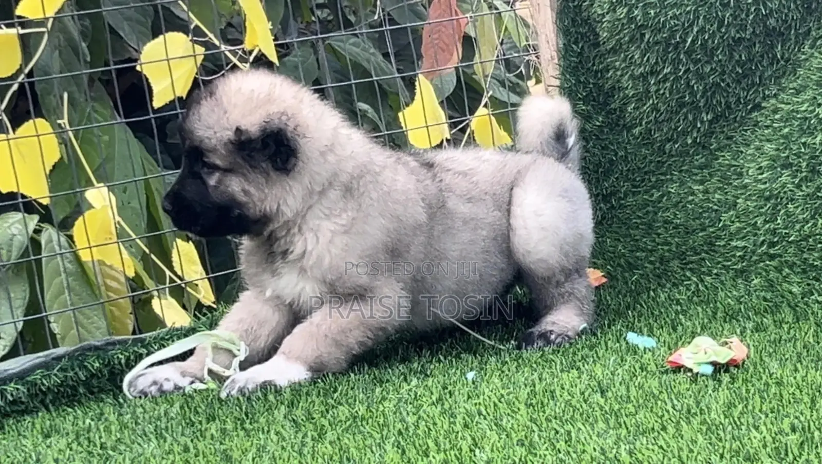 1-3 months Female Purebred Caucasian Shepherd