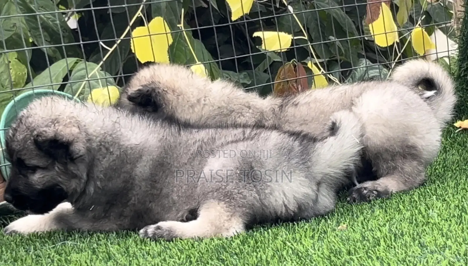 1-3 months Female Purebred Caucasian Shepherd
