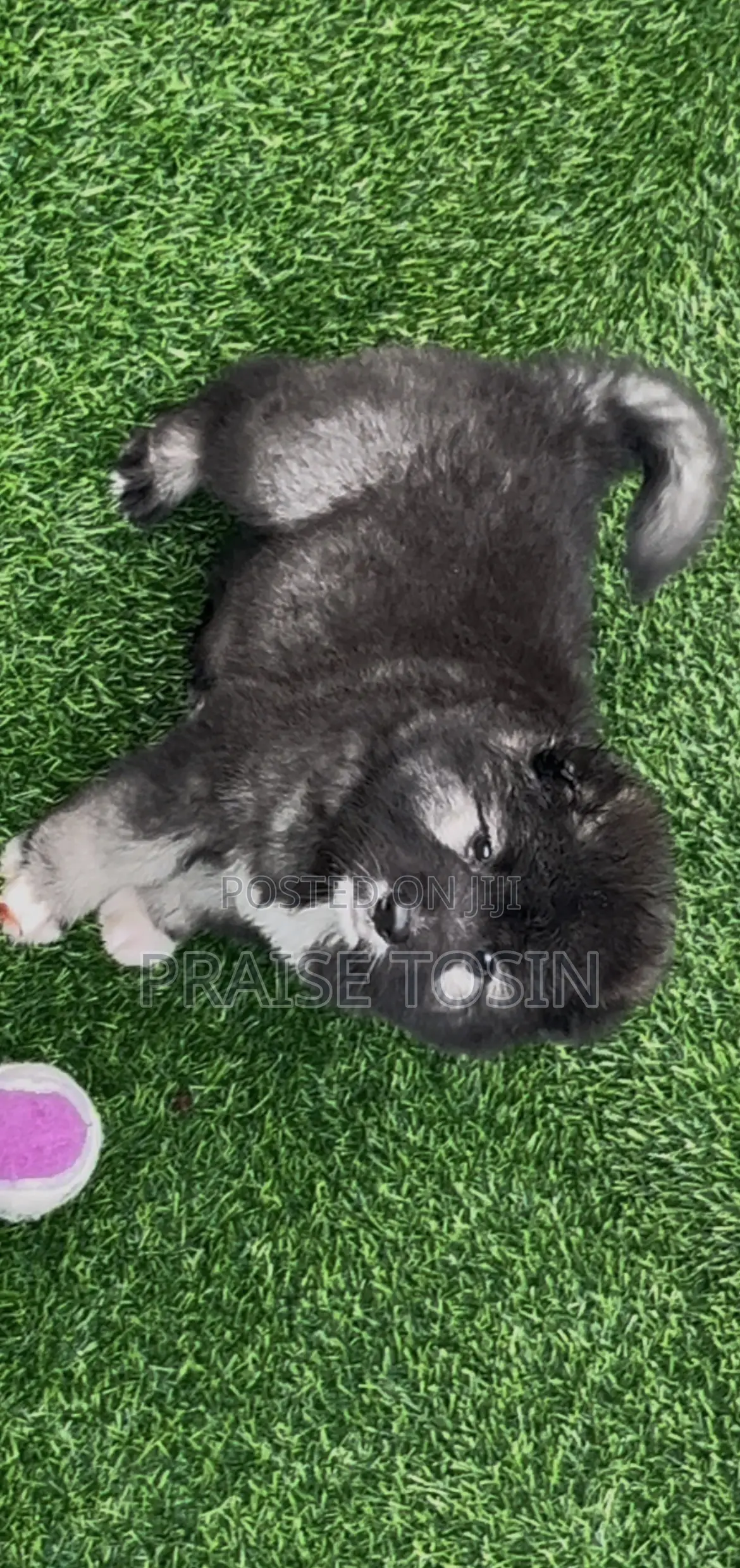 1-3 months Male Purebred Caucasian Shepherd
