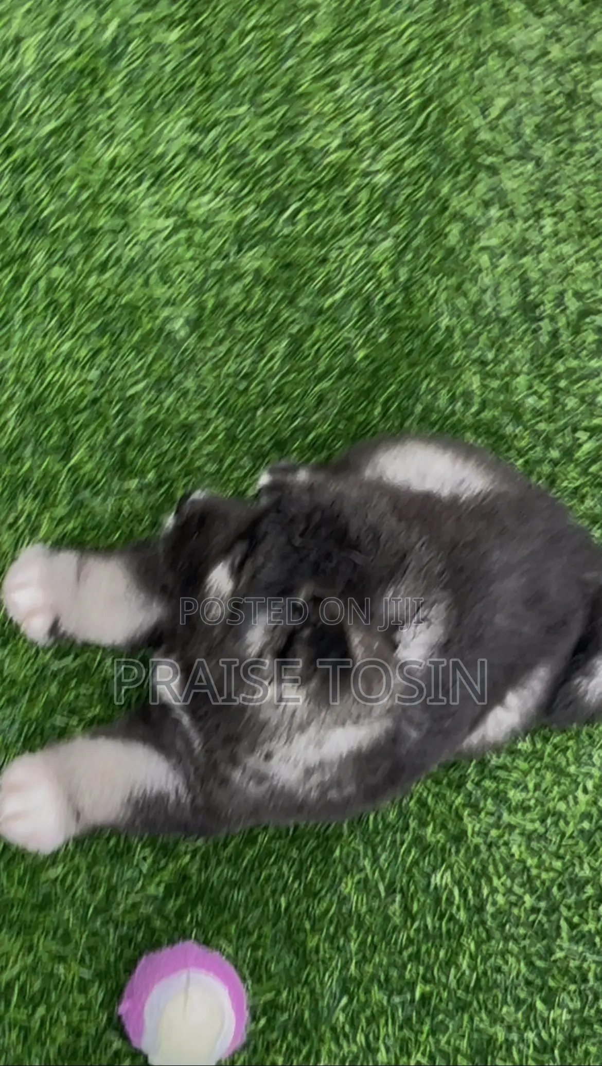 1-3 months Male Purebred Caucasian Shepherd