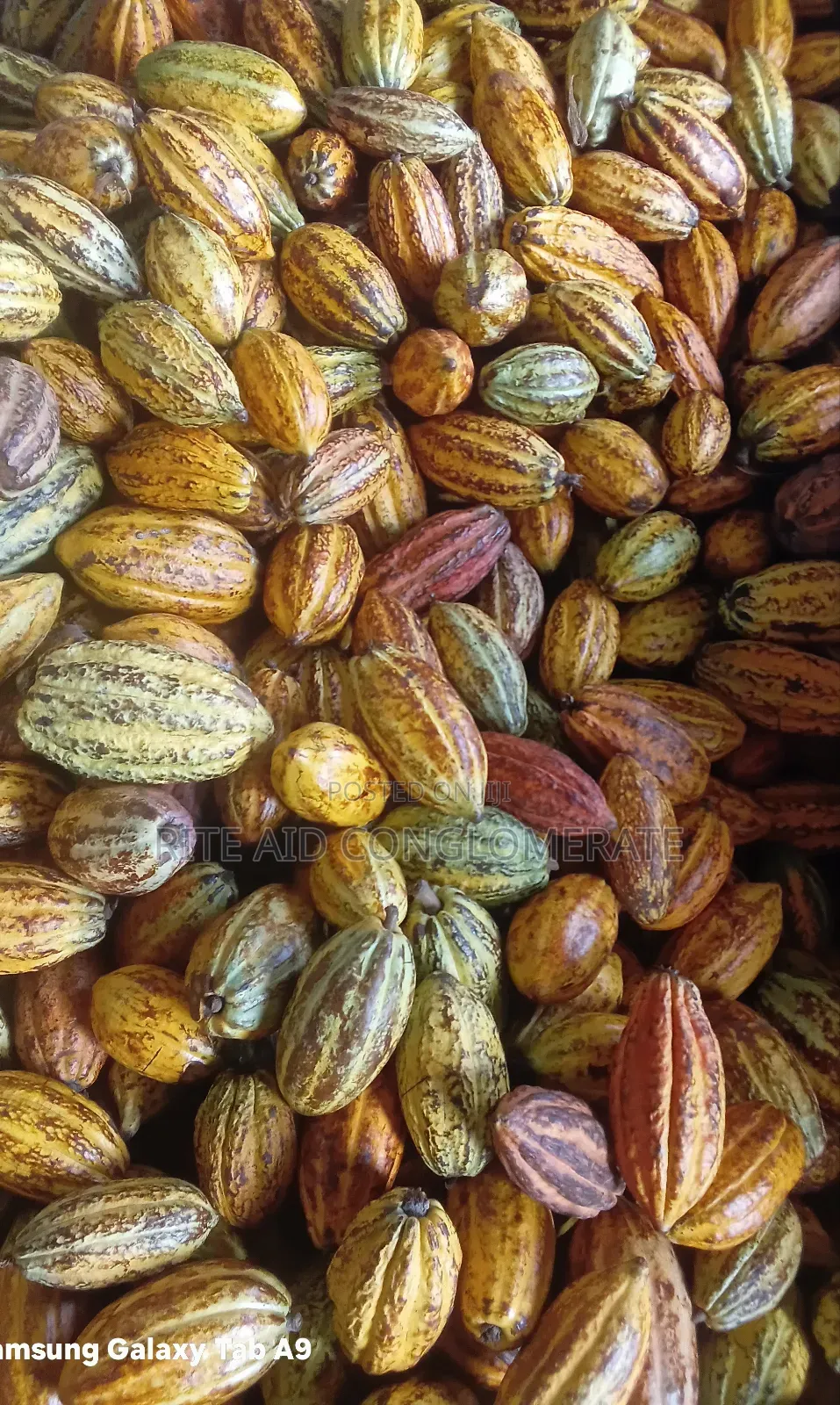 Crin Tc-8 Cocoa Pods