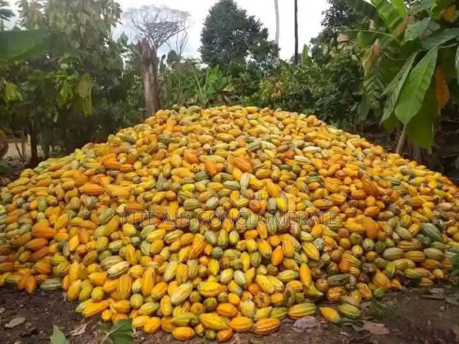 Crin Tc-8 Cocoa Pods