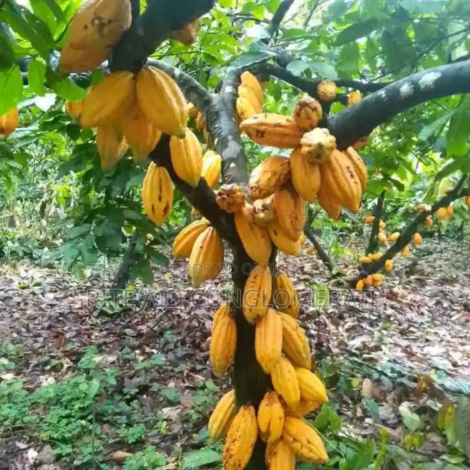Crin Tc-8 Cocoa Pods
