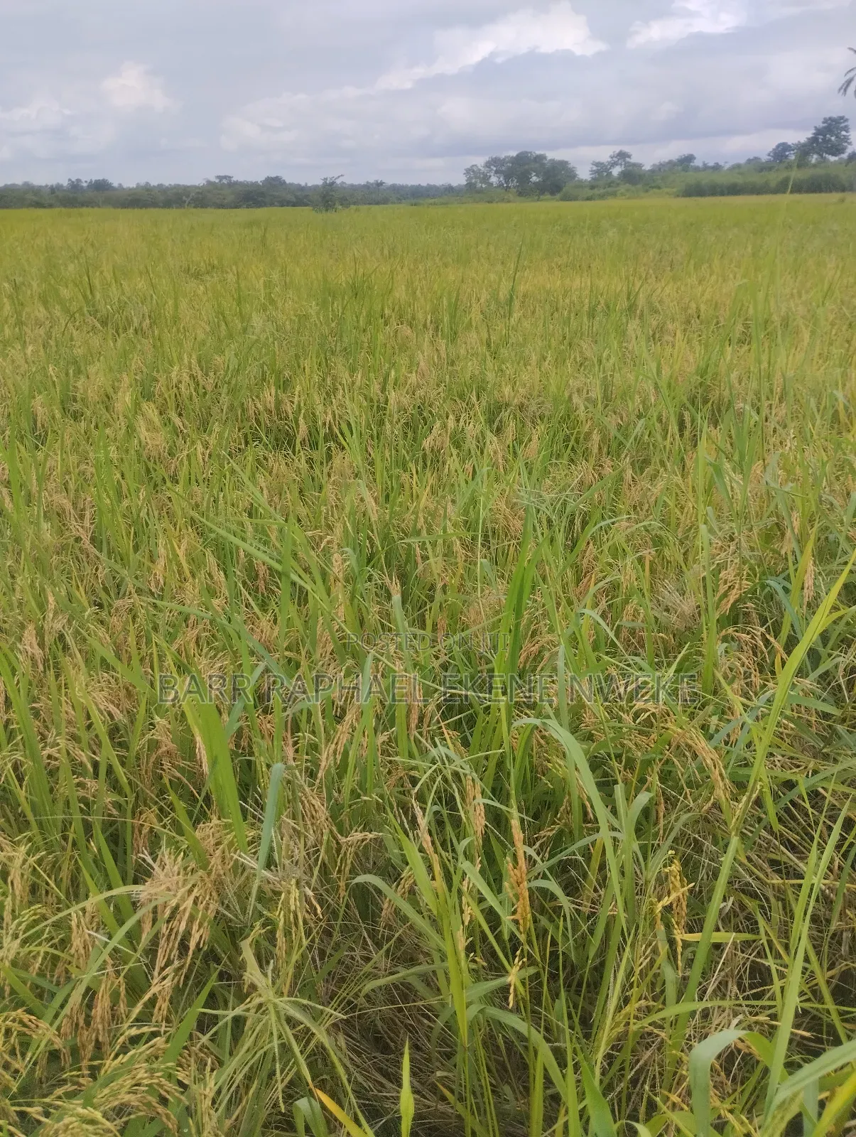 14 Plots of Land for Sale