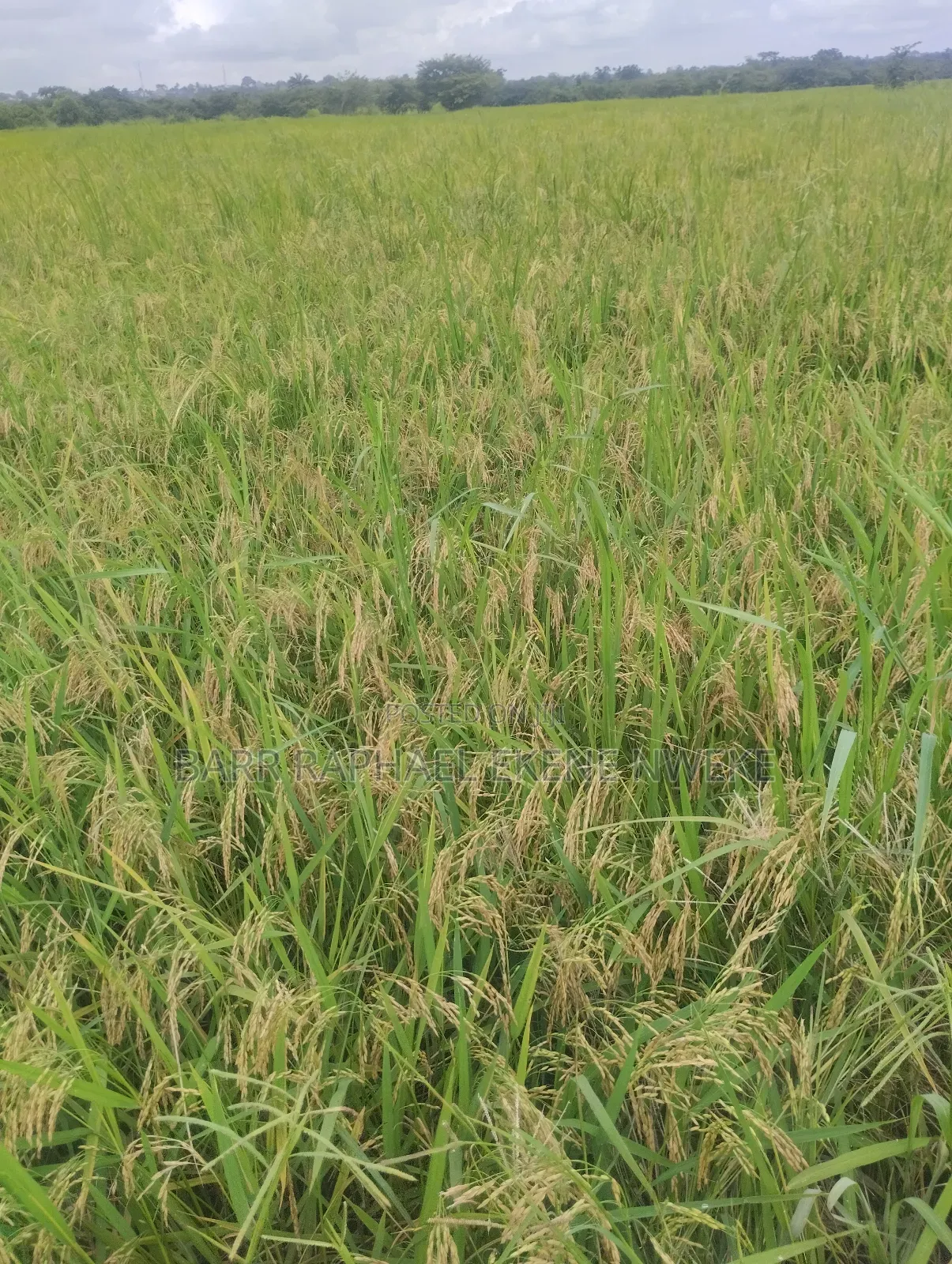 14 Plots of Land for Sale