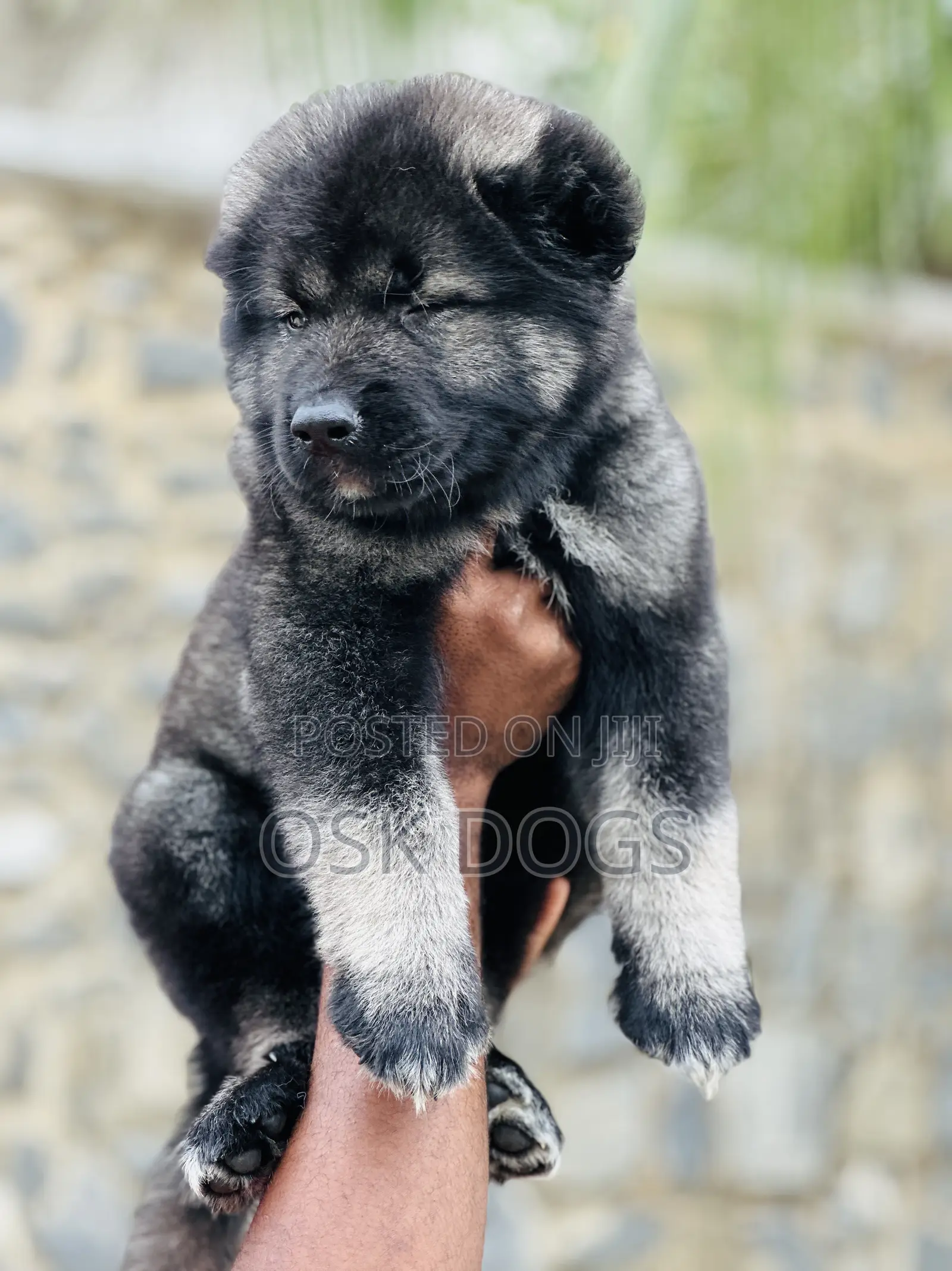 1-3 months Male Purebred Caucasian Shepherd