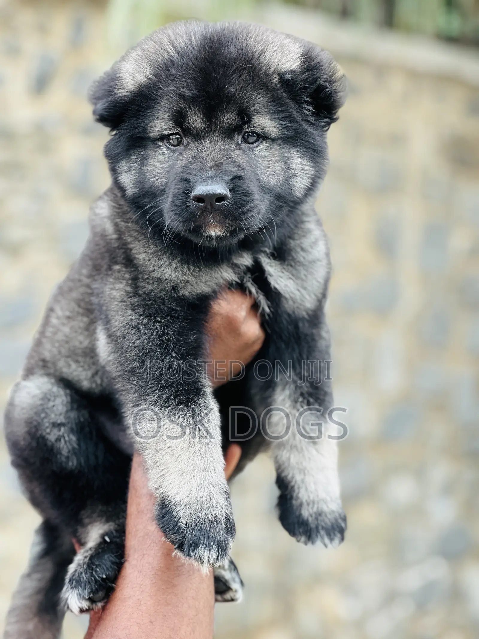 1-3 months Male Purebred Caucasian Shepherd