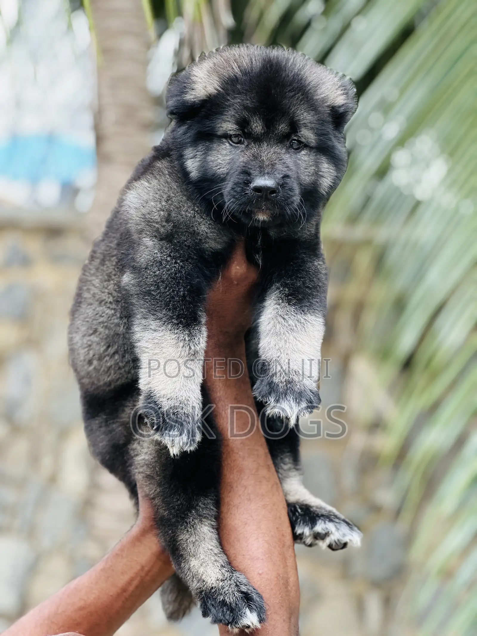 1-3 months Male Purebred Caucasian Shepherd