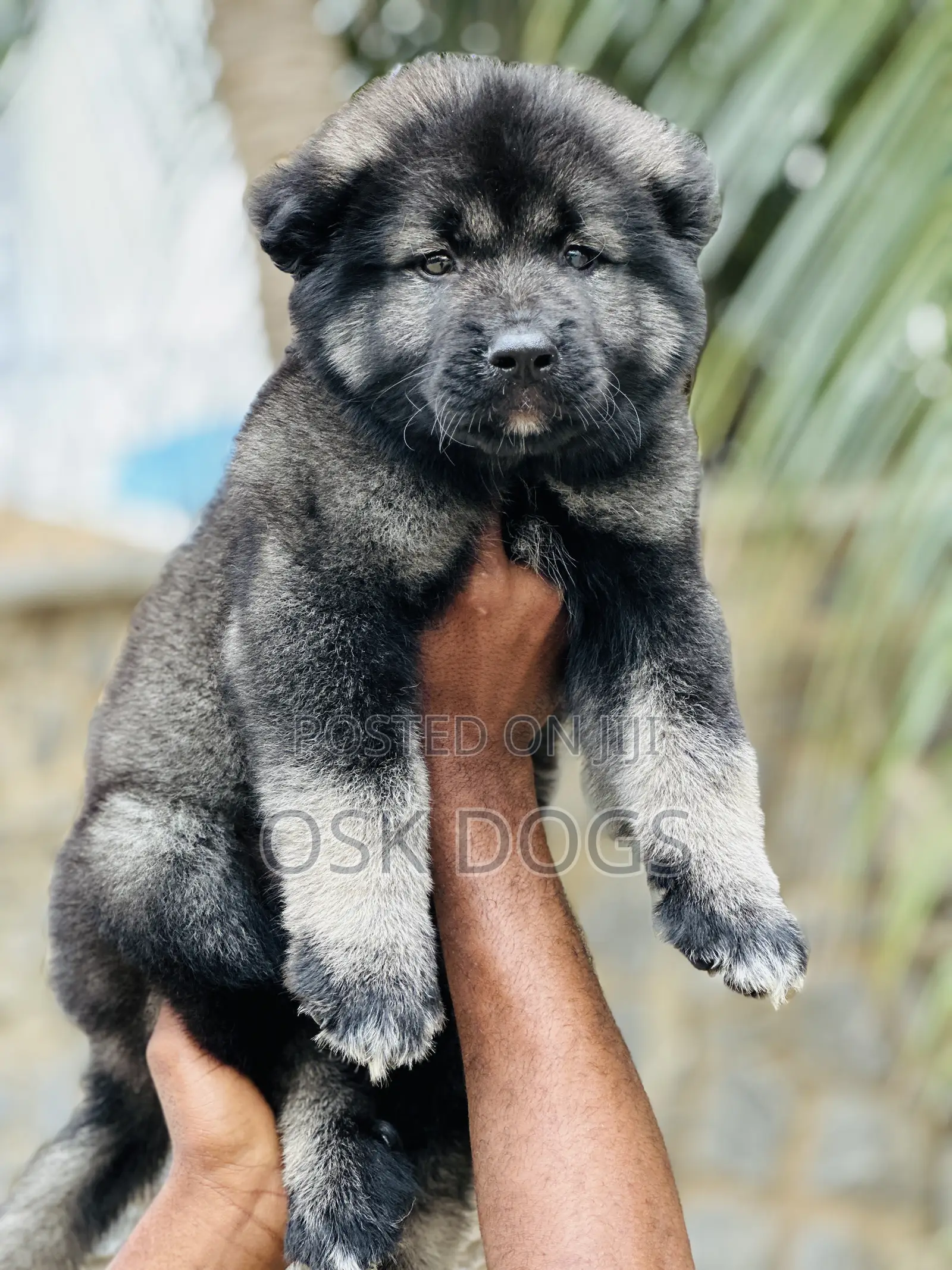 1-3 months Male Purebred Caucasian Shepherd