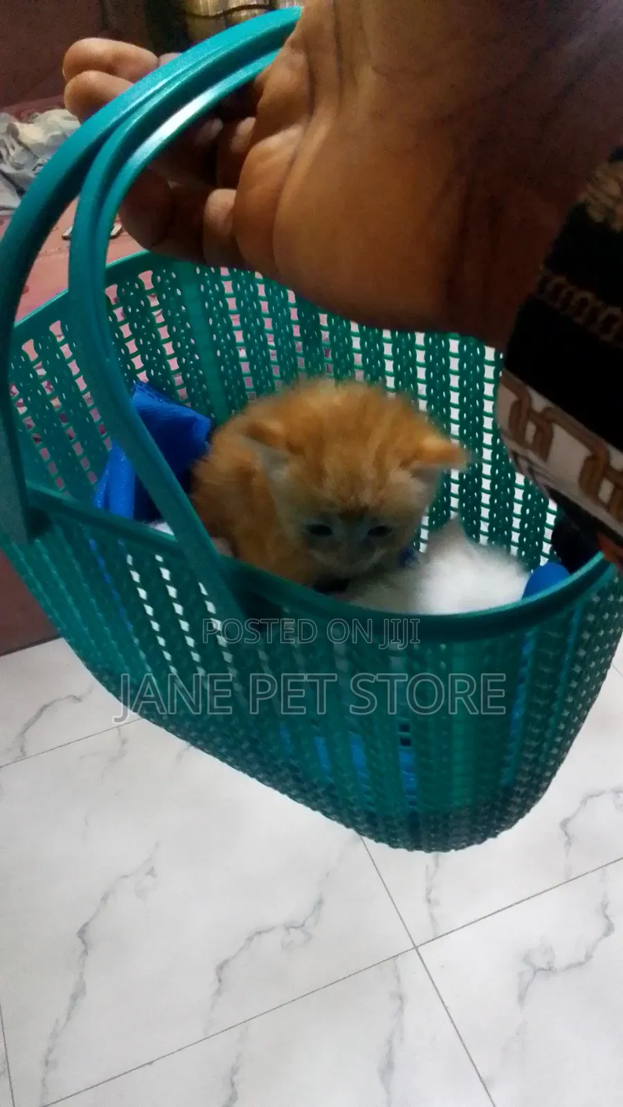 1-3 months Female Purebred Persian