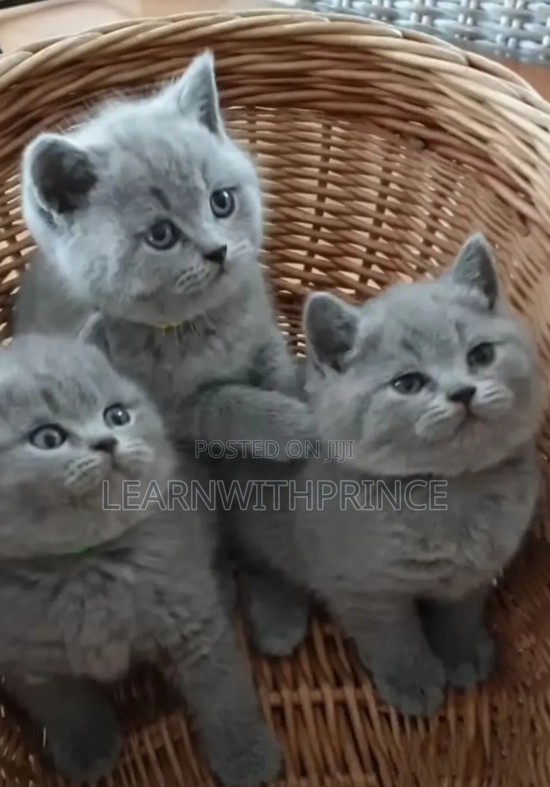 1-3 months Male Purebred British Shorthair
