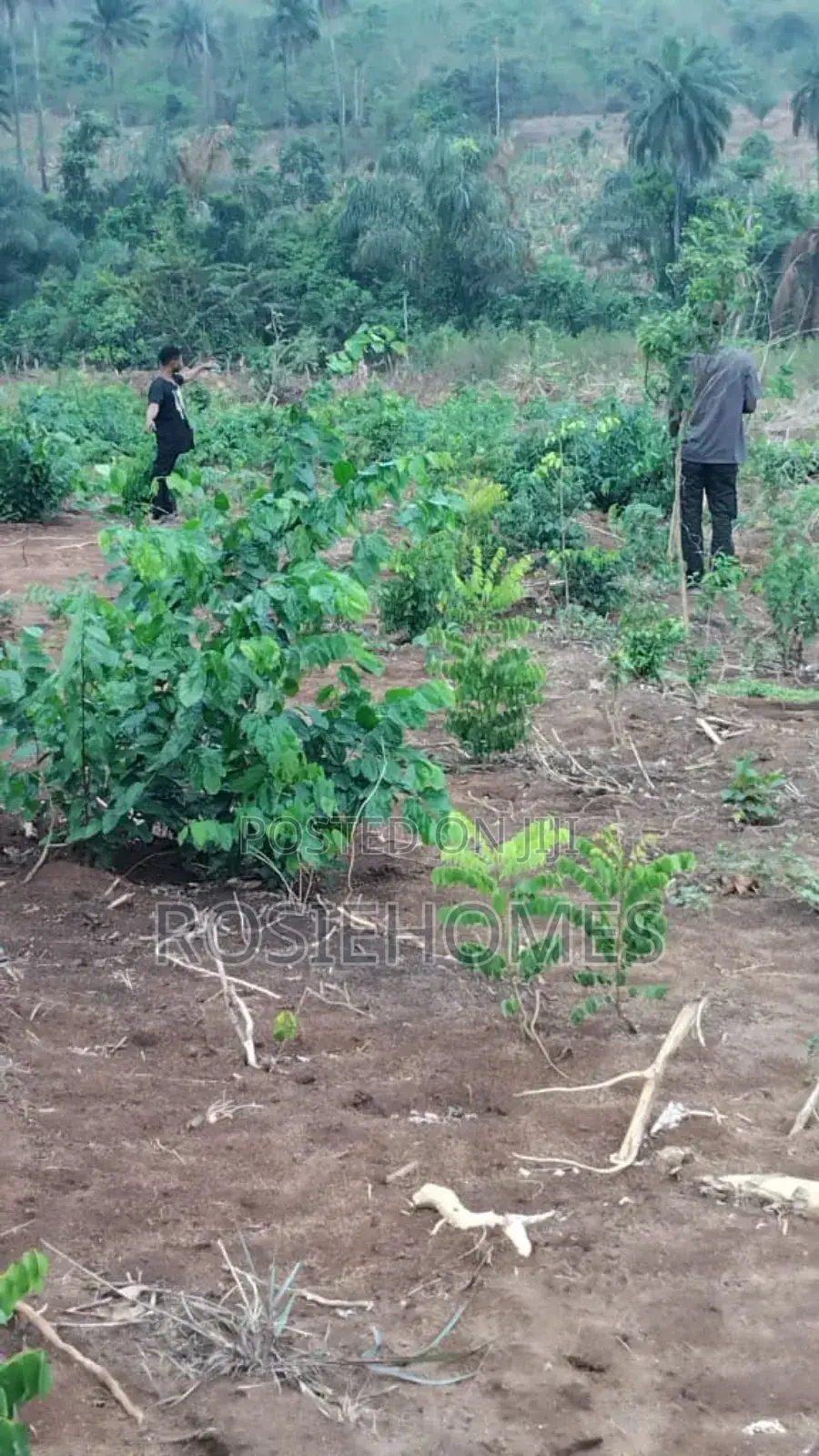 Land With Genuine Register Survey