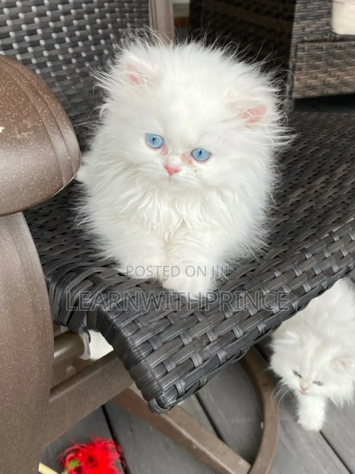 1-3 months Female Purebred Persian