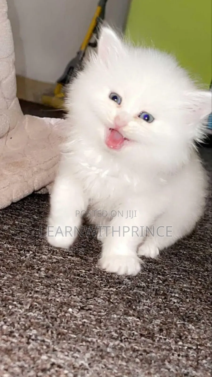 1-3 months Female Purebred Persian