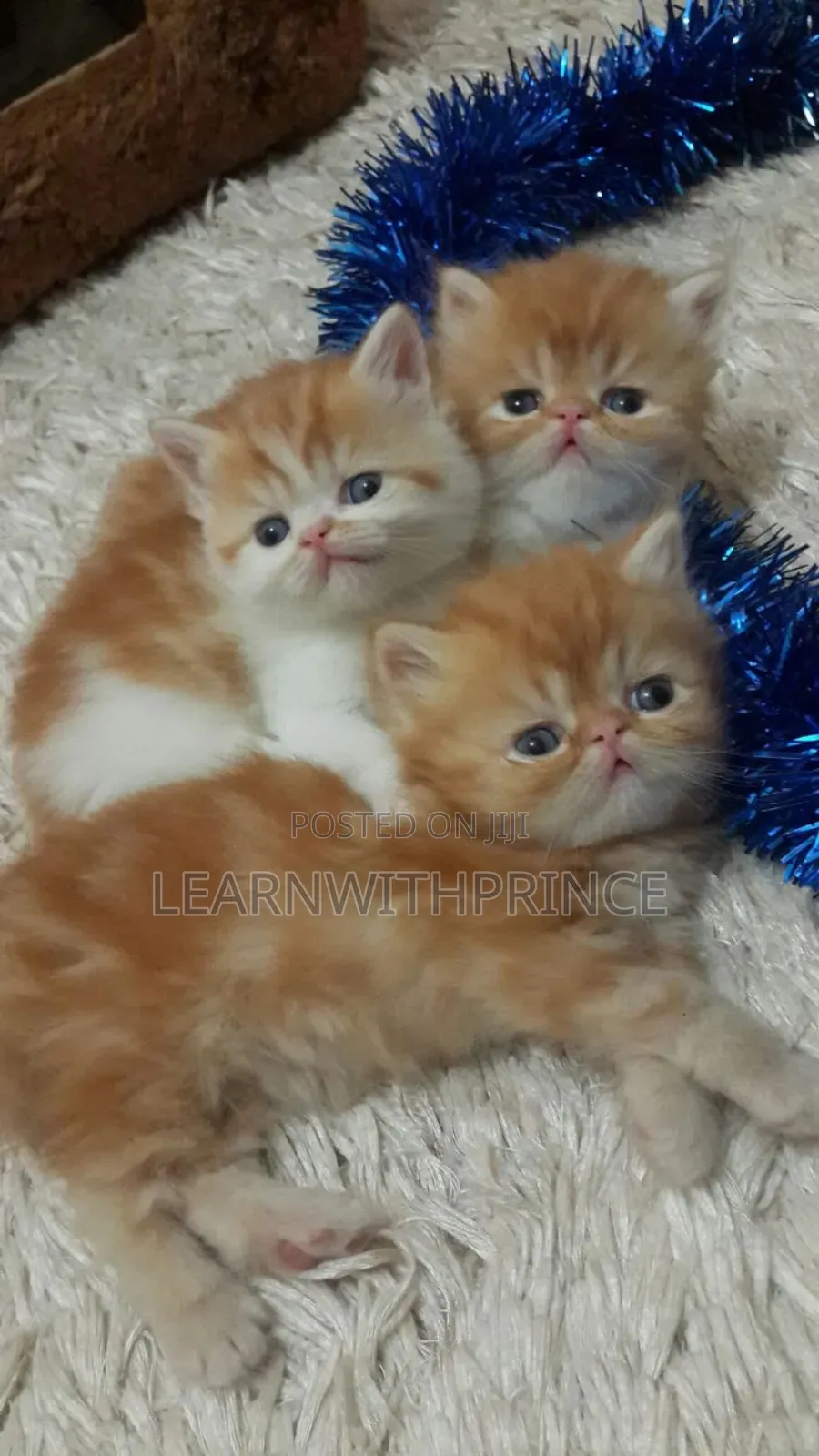 1-3 months Female Purebred Persian