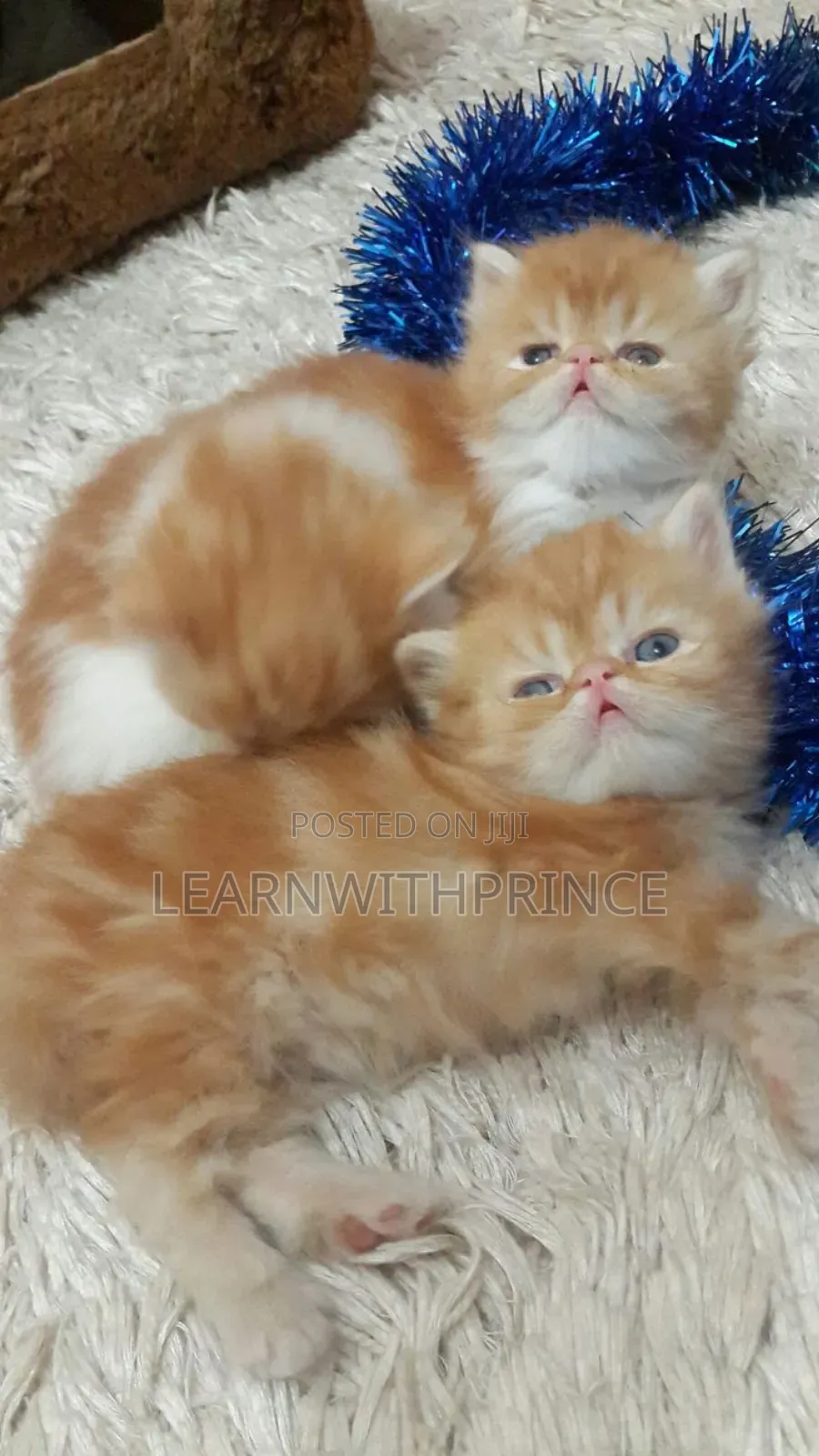 1-3 months Female Purebred Persian
