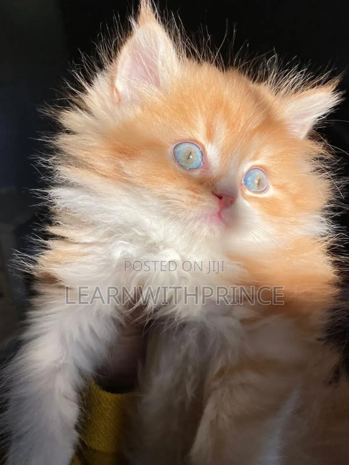 1-3 months Female Purebred Persian