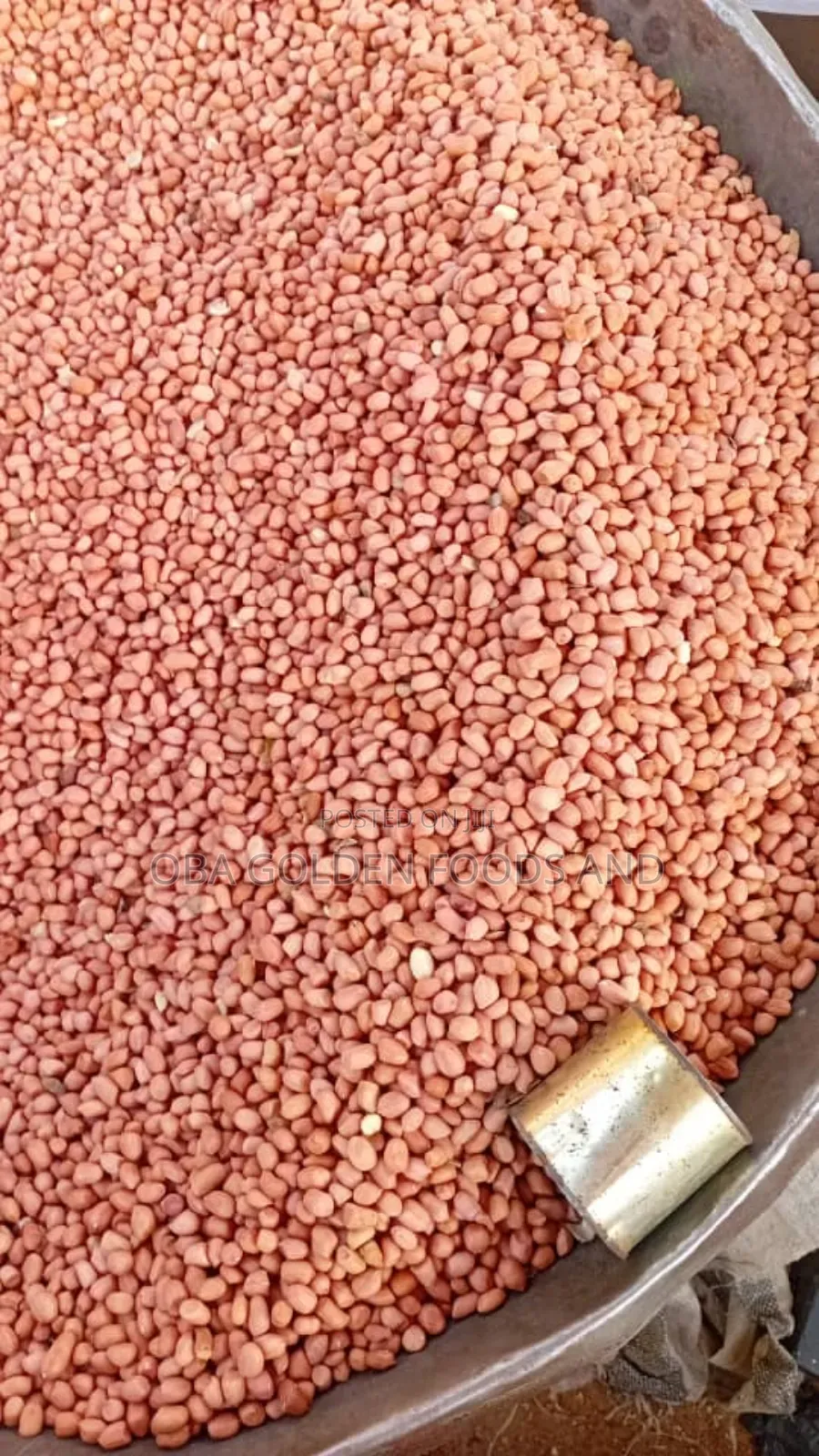 Big Seed Groundnut