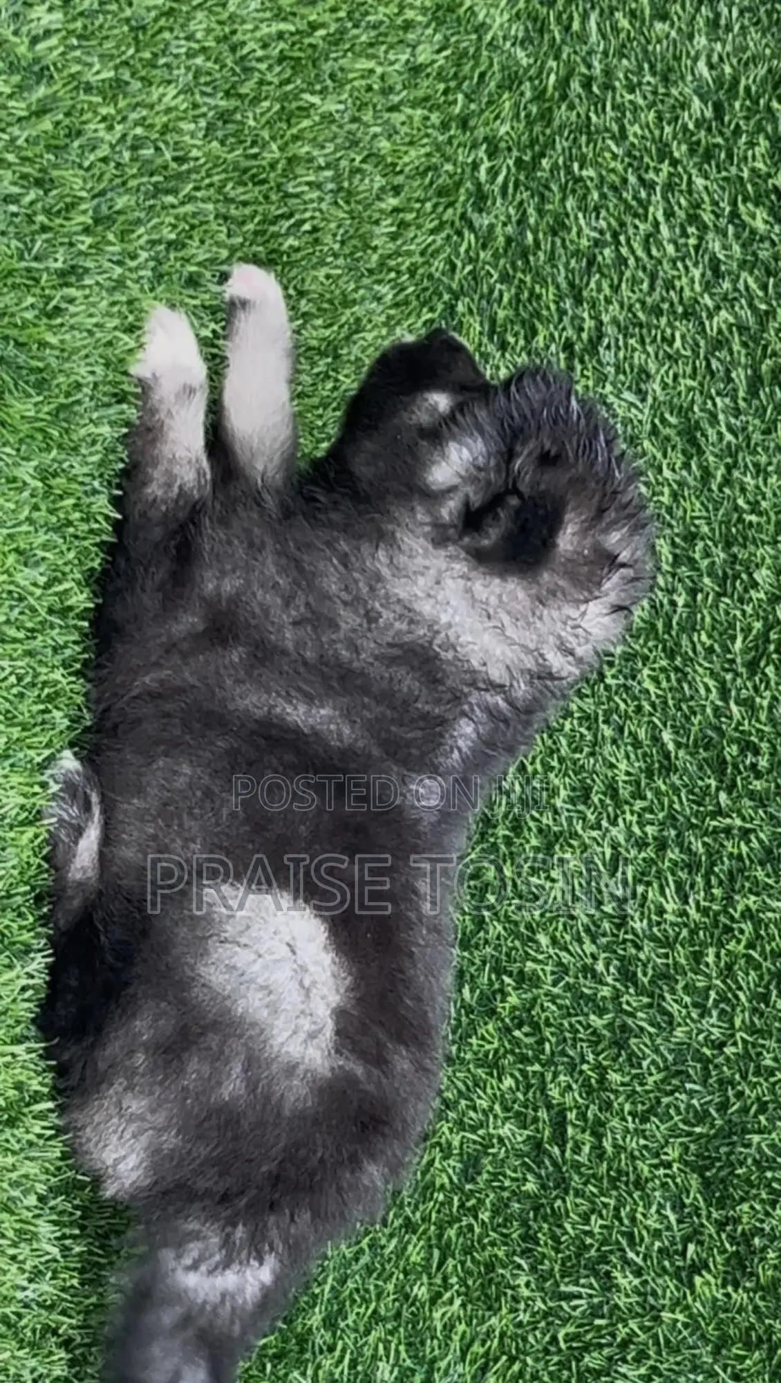 1-3 months Male Purebred Caucasian Shepherd
