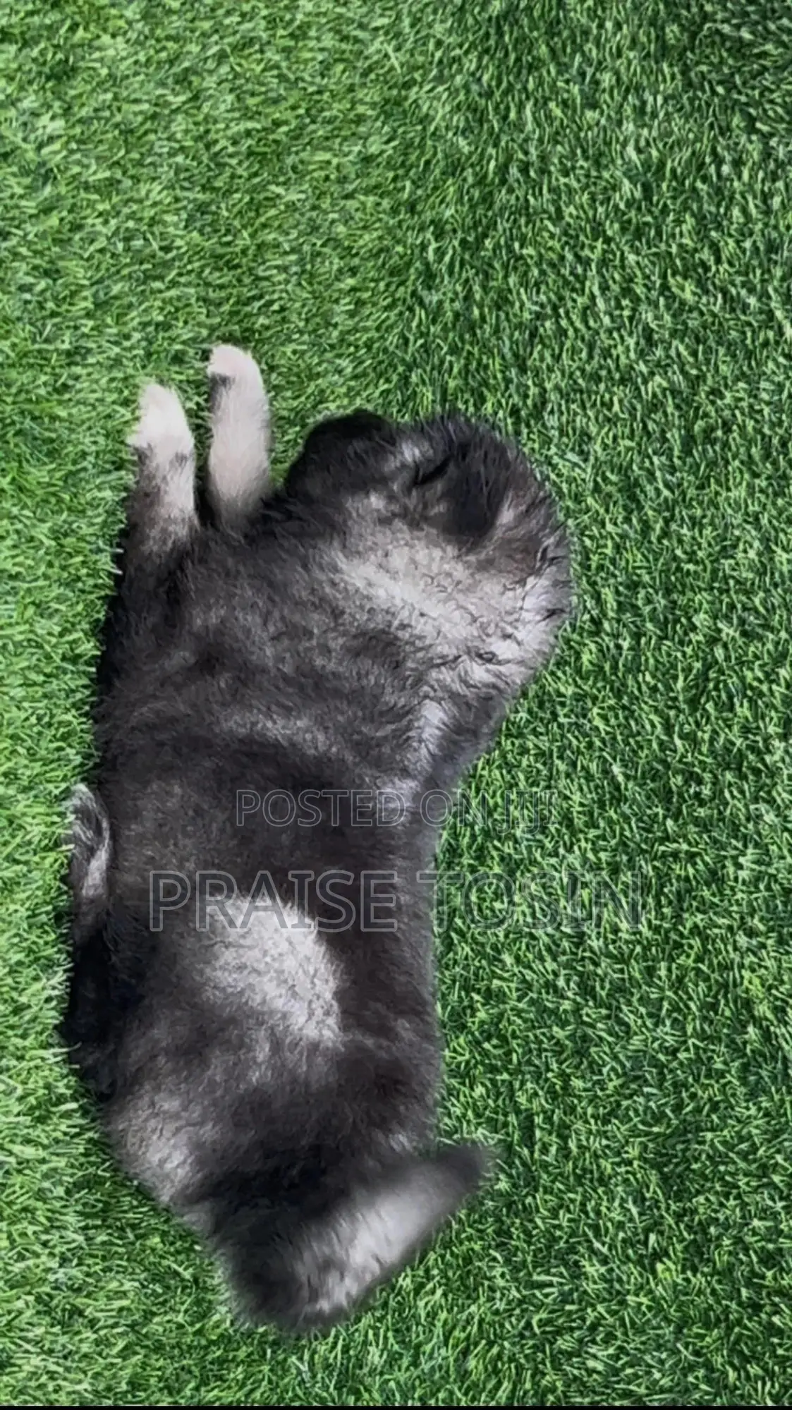 1-3 months Male Purebred Caucasian Shepherd
