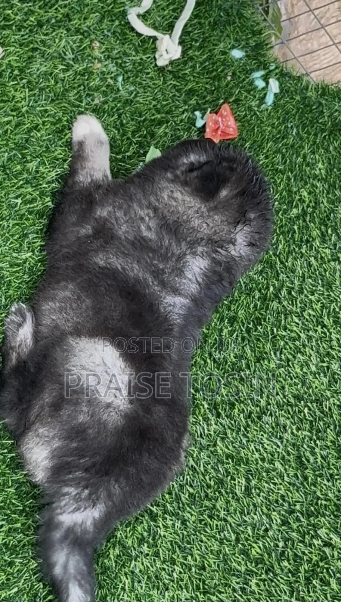 1-3 months Male Purebred Caucasian Shepherd