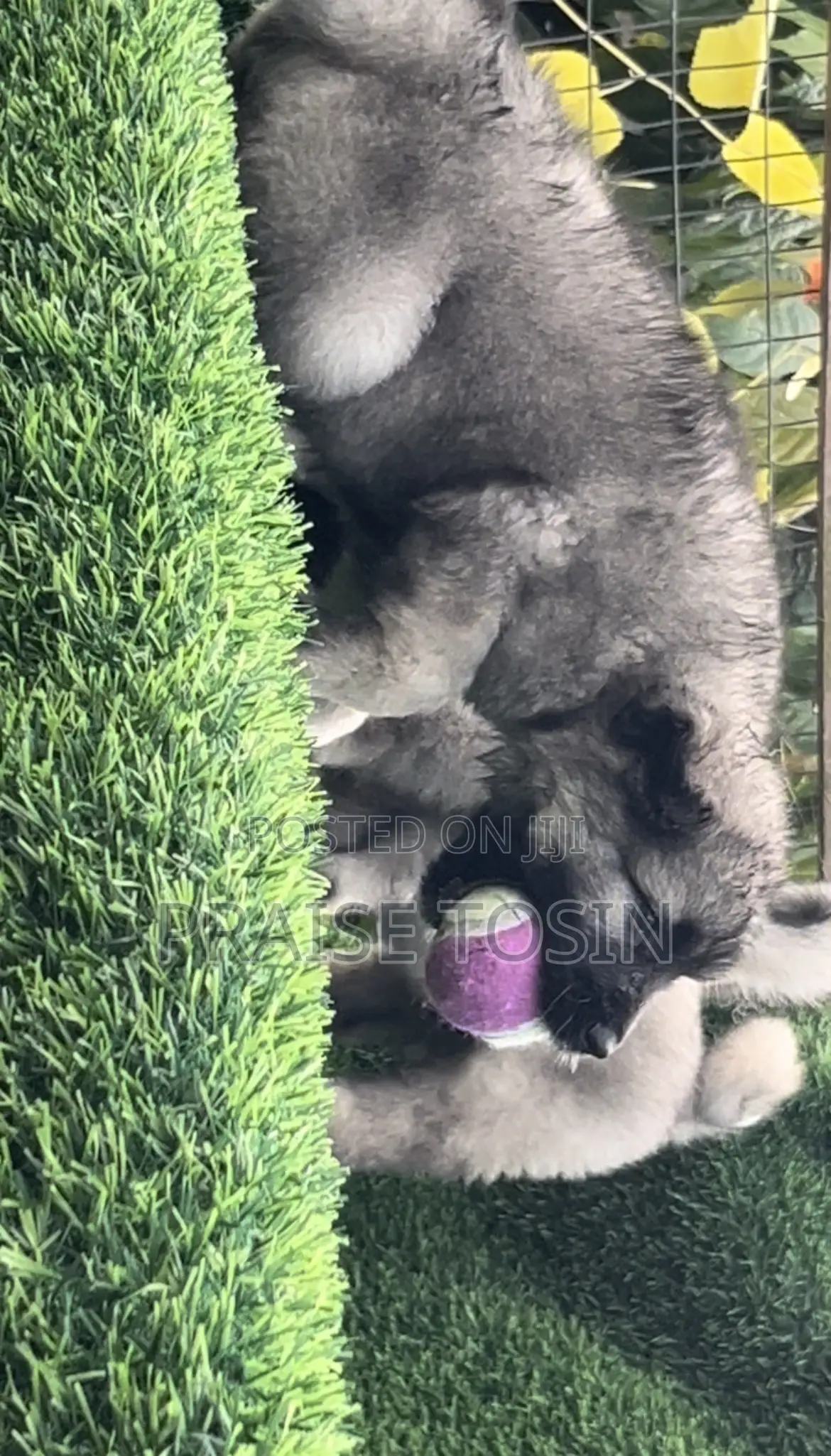 1-3 months Female Purebred Caucasian Shepherd