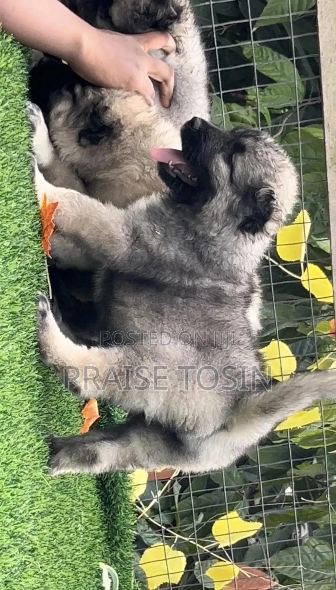 1-3 months Female Purebred Caucasian Shepherd