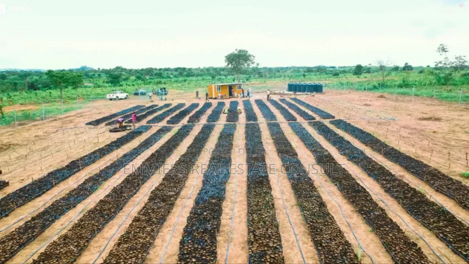 Palm City Farmland
