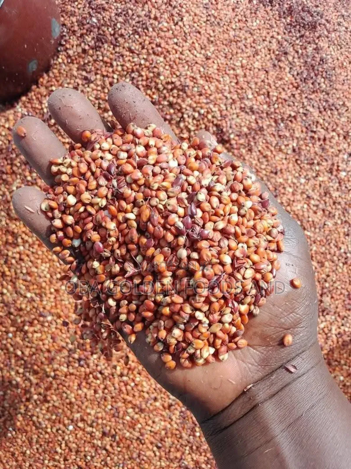Bag of Guinea Corn