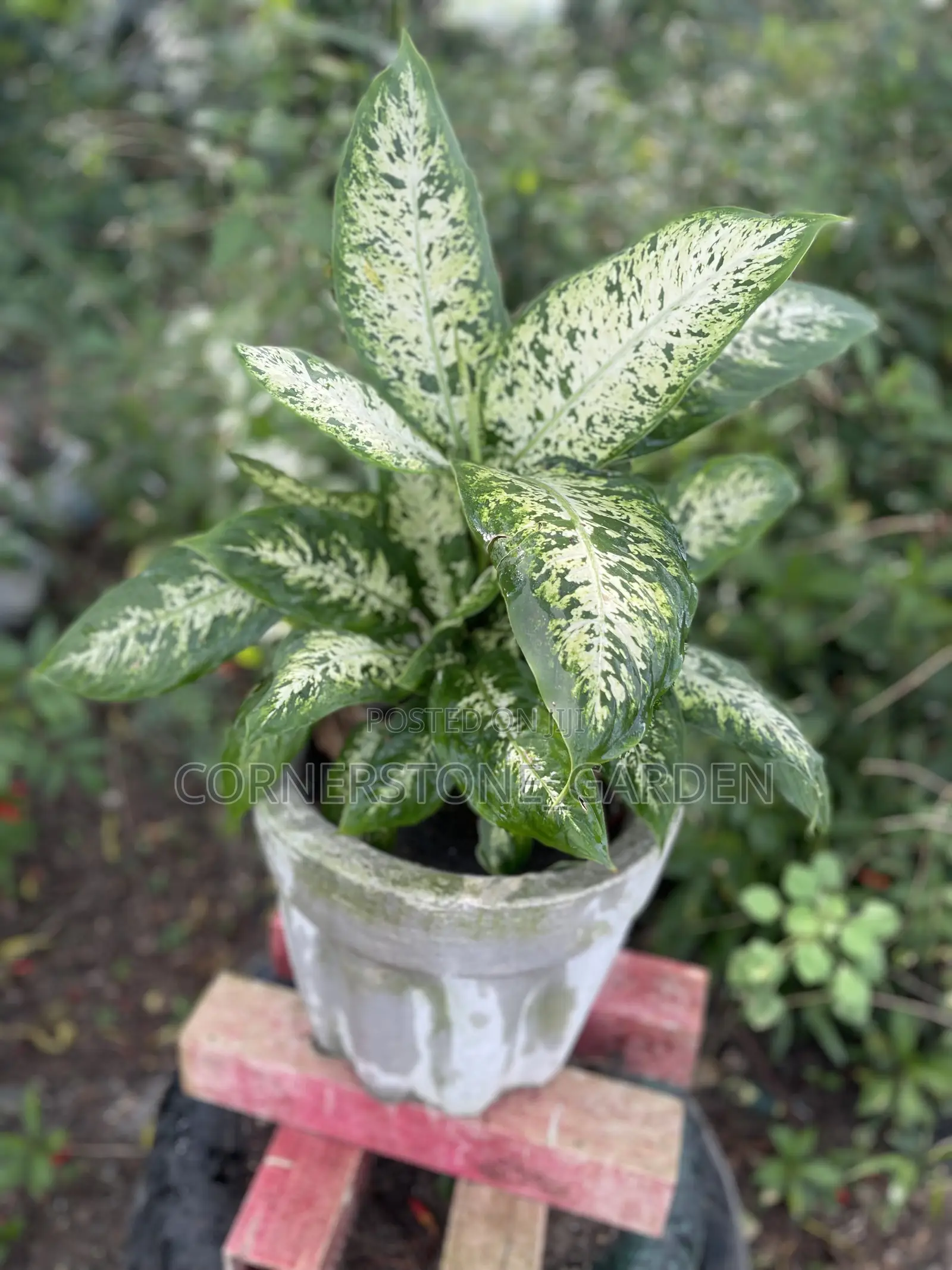 Indoor Balcony Plant