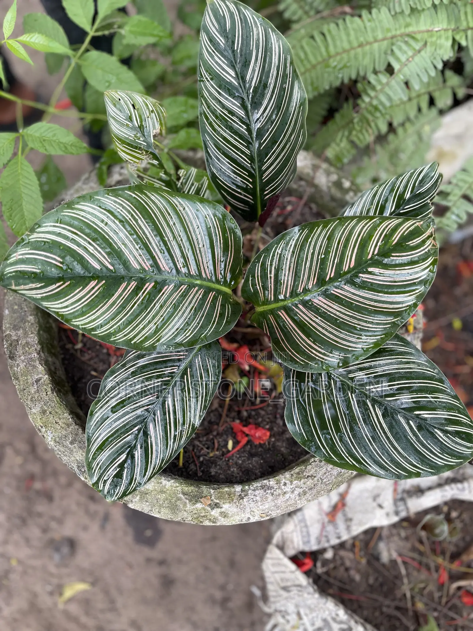 Indoor Balcony Plant