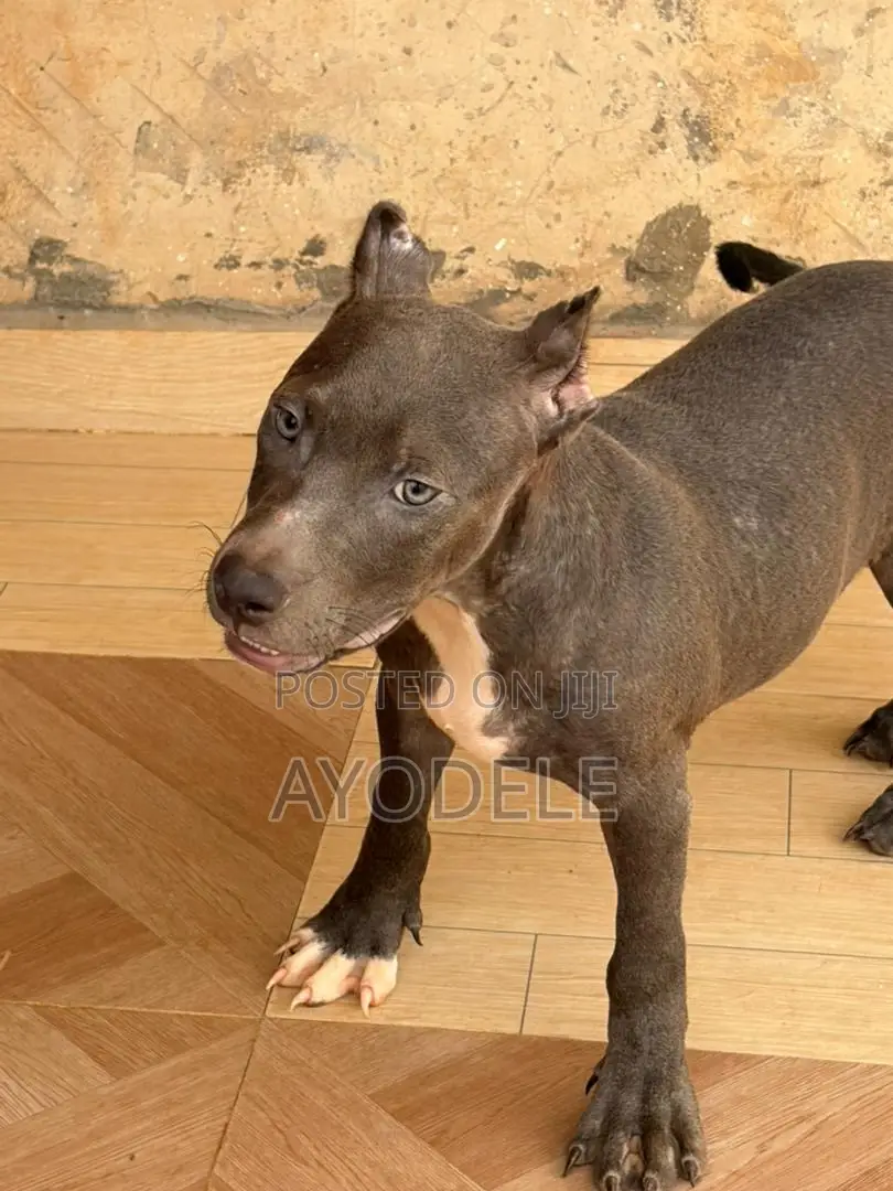 1-3 months Male Purebred American Bully